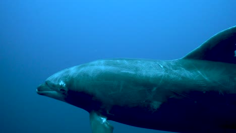 Single-dolphin-with-worn-skin-and-chipped-dorsal-fin-joins-pod-of-friends