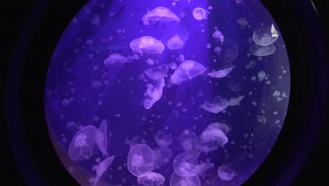 close view of  some jellyfishes swimming