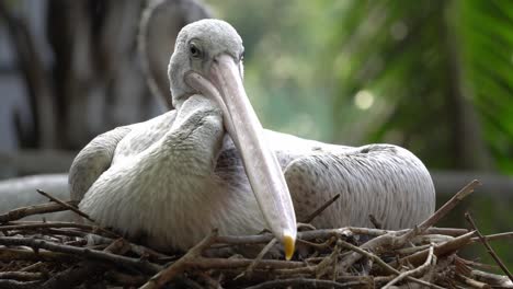 close up pink-backed pelican