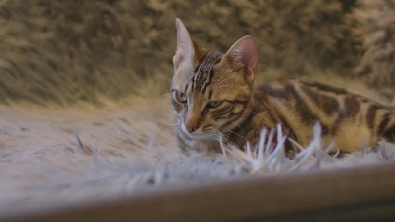 Una ripresa statica ravvicinata di un gattino che riposa sul divano su una pelliccia.