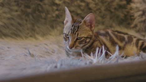 a tight static shot of a little cat resting in the sofa on a fur