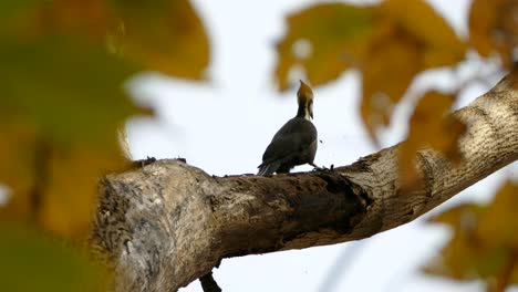 debajo de la vista de las acciones destructivas del pájaro carpintero en el árbol con chips cayendo
