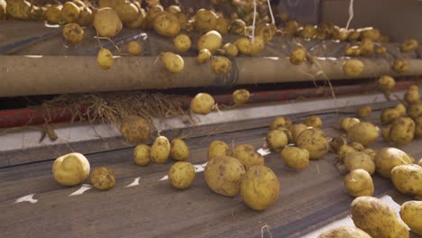 dusty and earthy potatoes on the conveyor belt.