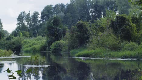 Entenschwimmen-Im-Teich-Im-Wunderschönen-Märchengarten