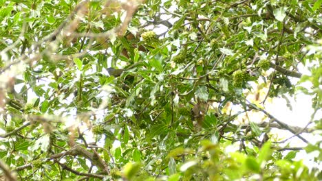 Social Flycatcher Birds Perching On The Lush Tree With Green Fruits In Costa Rica - low angle shot