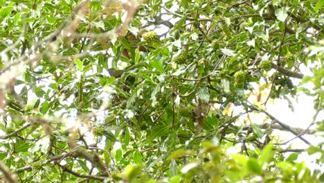 social flycatcher birds perching on the lush tree with green fruits in costa rica - low angle shot