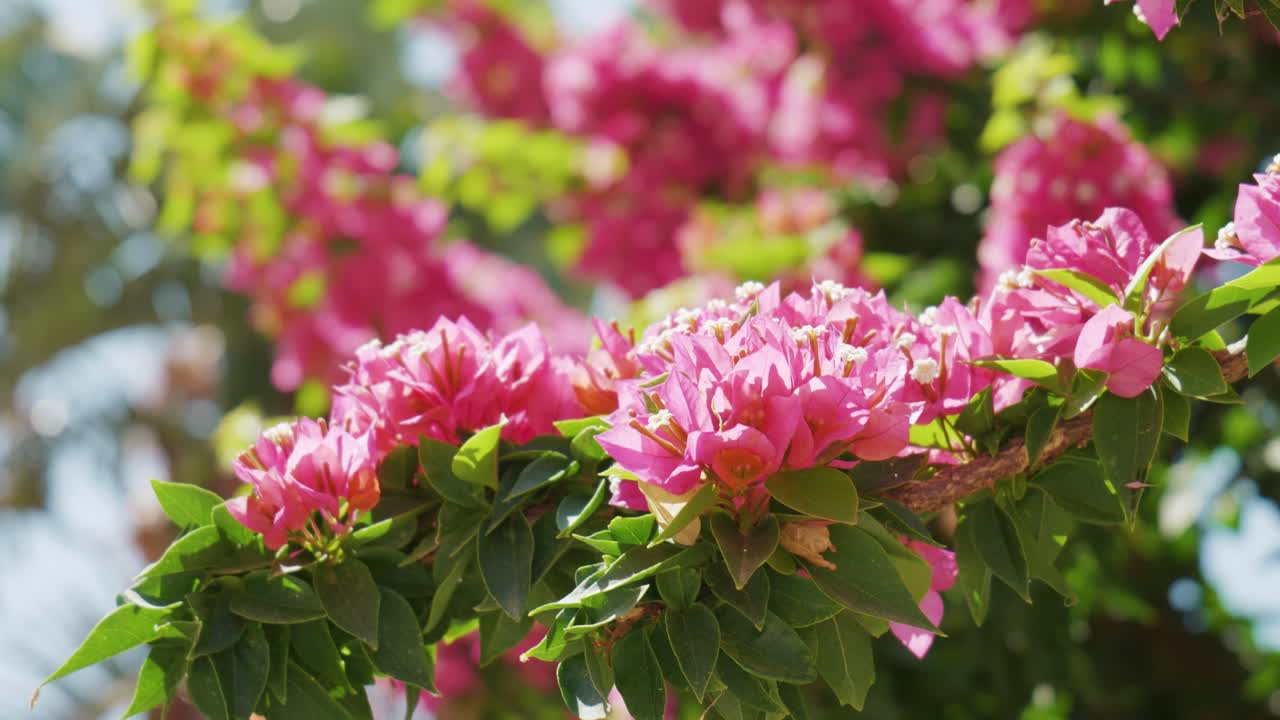 close up focus shift shot of beautiful pink and green flowers in Greek Orthodox monastery Agia Triada, Crete Greece