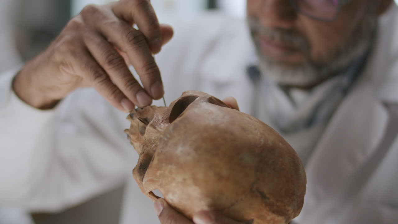 Senior Archaeologist Cleaning Skull with Needle and Brush in Laboratory