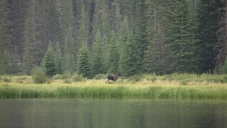 female cow moose and calf running in marsh lands in the canadian rockies