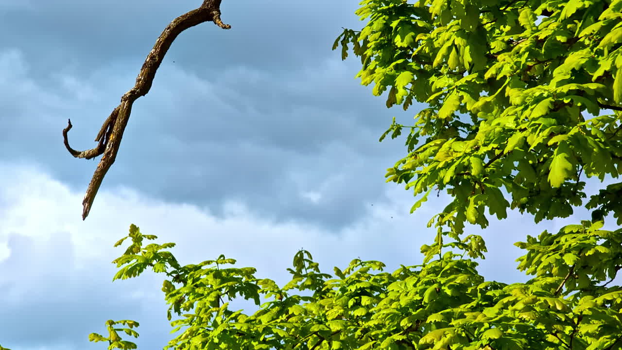 Curved tree branch extending against moody sky backdrop with dense green oak treetop below