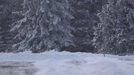 Moose-walking-in-slow-motion-trough-a-frozen-landscape-of-Alberta,-Canada