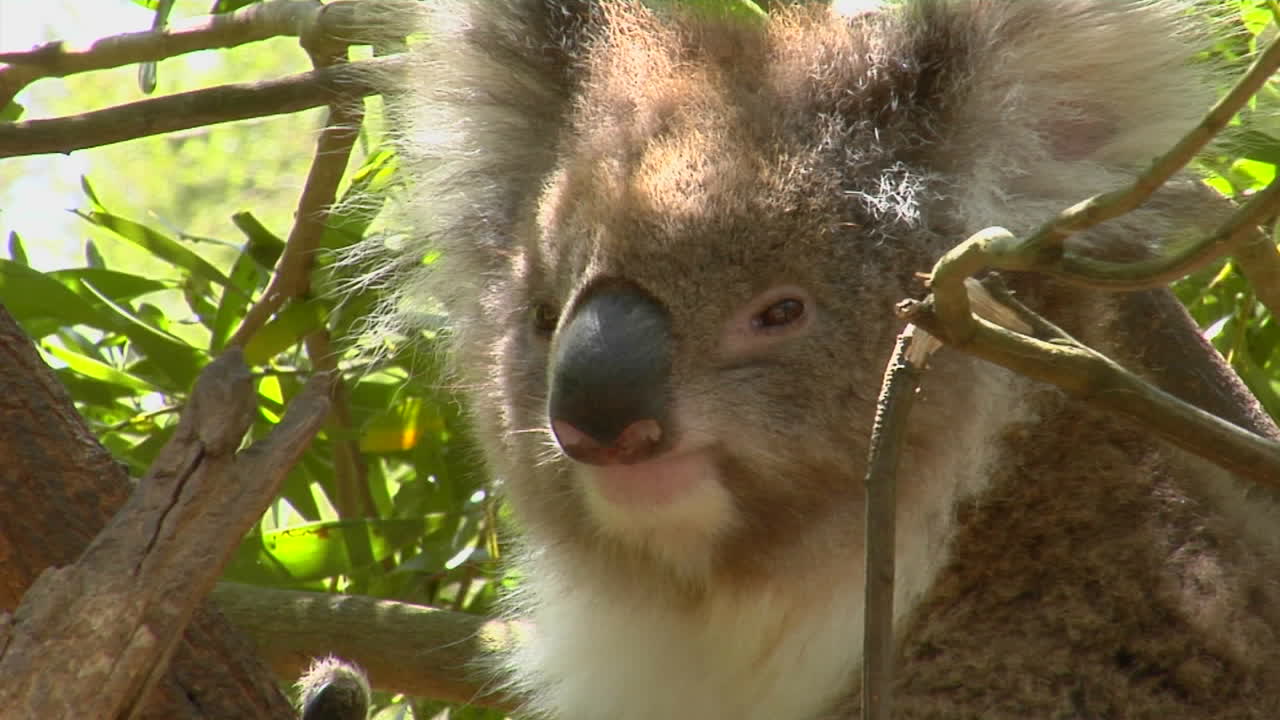 코알라가 유칼립투스 나무를 들여다보며 가려운 곳을 긁는다