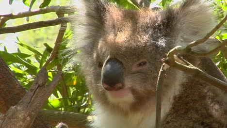 a koala bear peers out of a eucalyptus tree and scratches an itch