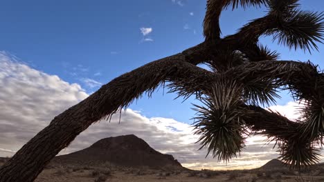 a sun and sand blasted joahua tree in the foreground, a butte in the background and a sunrise cloudscape above the mojave desert - time lapse