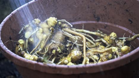 Lavar-La-Raíz-De-Jengibre-Recién-Recogida-Con-Una-Manguera-Tierra-En-Una-Olla-Cosecha-De-Jengibre-Jardinería-Doméstica