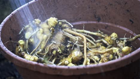 lavar la raíz de jengibre recién recogida con una manguera de tierra en una olla de cosecha de jengible jardinería en el hogar