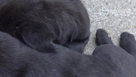 Cute-Newborn-Puppies-Resting-Outside