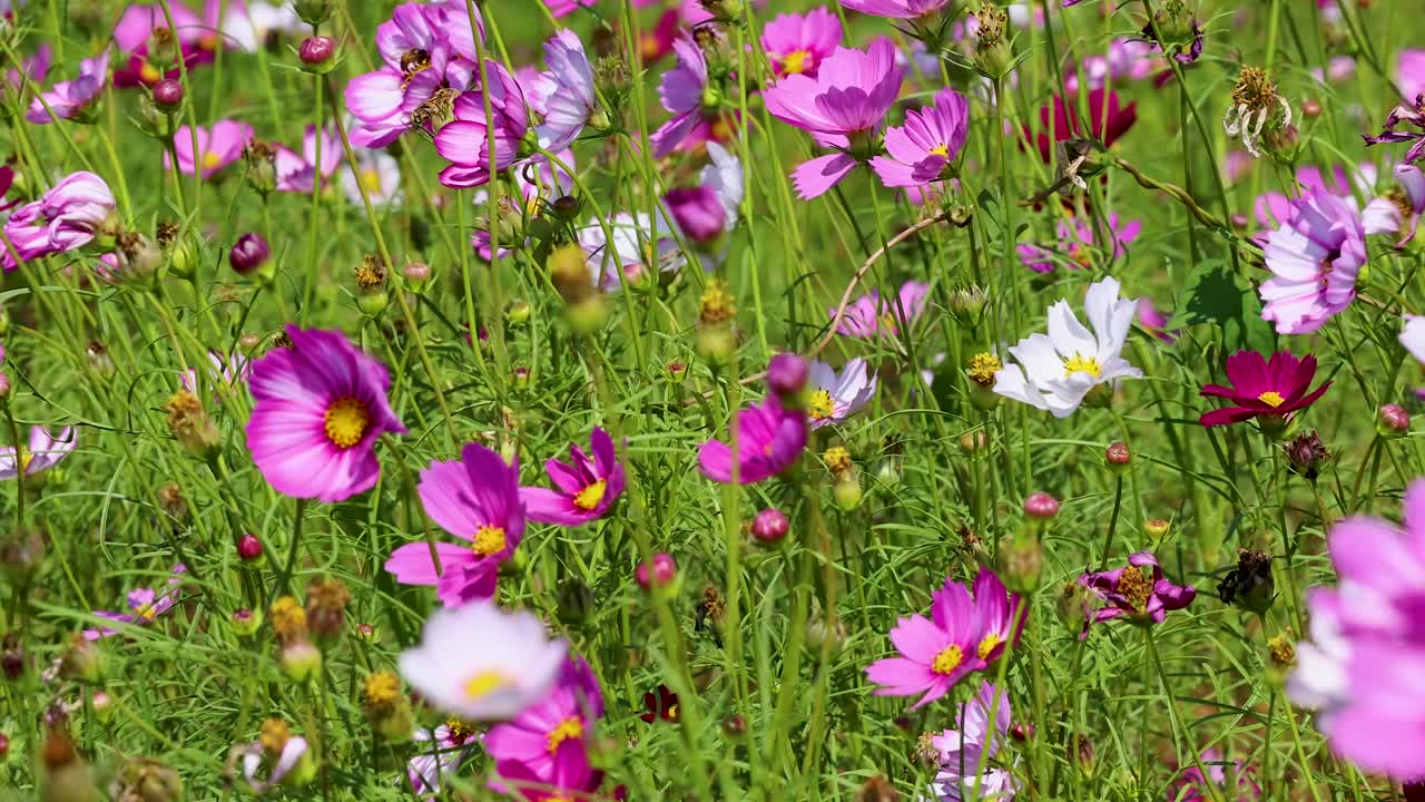 Vivid pink, purple, and white cosmos flowers sway in sunlight, camera smoothly panning across meadow