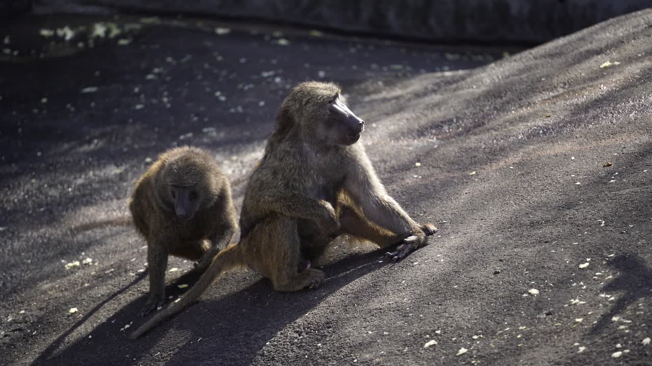 Babuínos sentados e vagando.