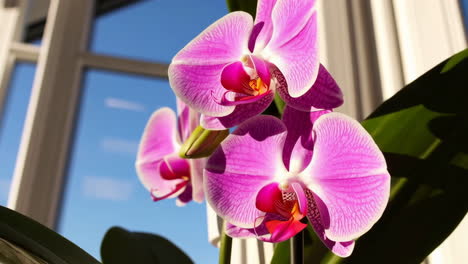 Pink Orchids by the Window