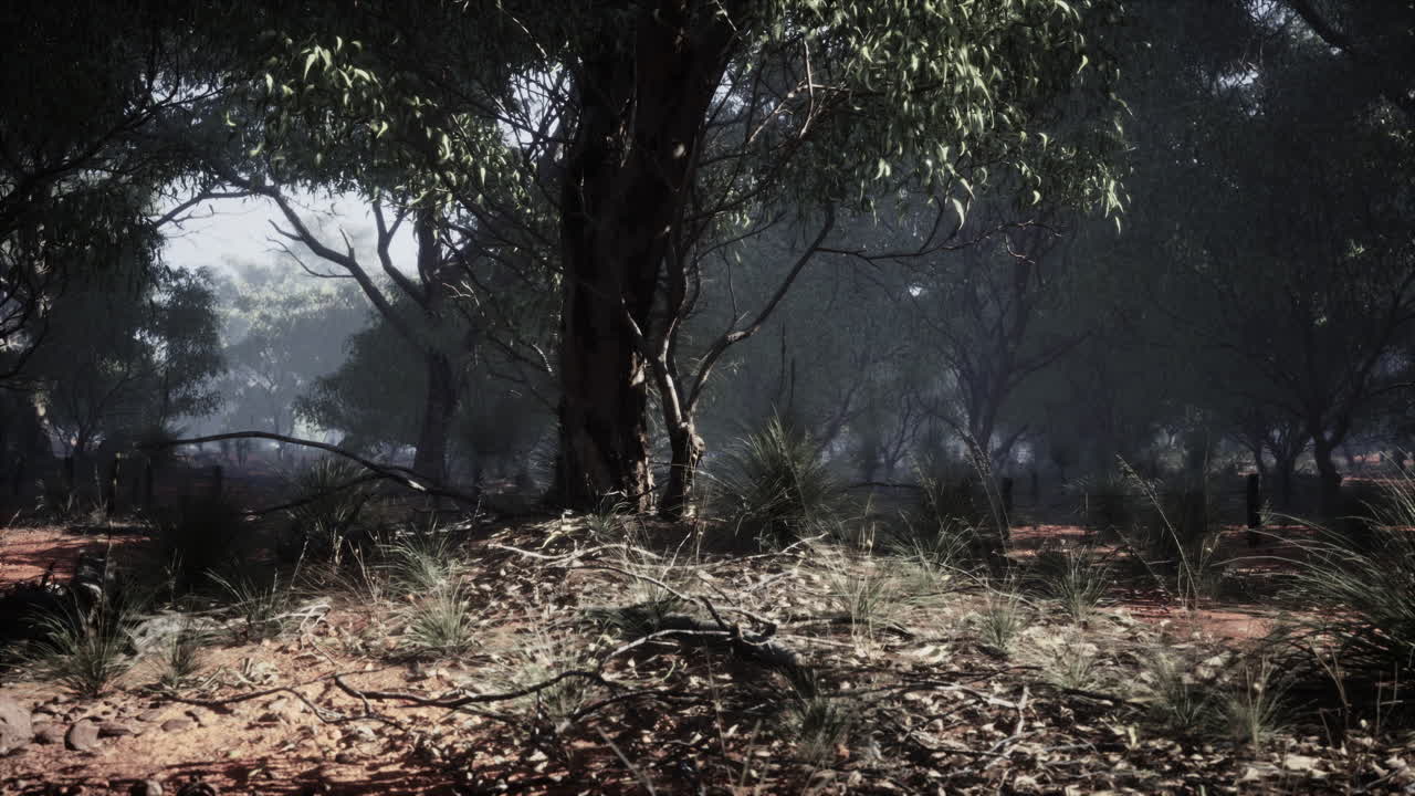 미스티 오스트레일리아 숲