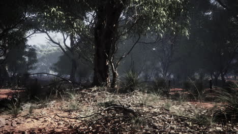 misty australian forest