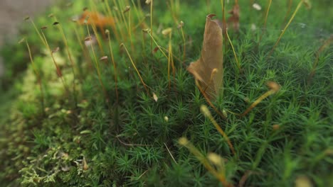 close up of green moss with spores in flickering sun light