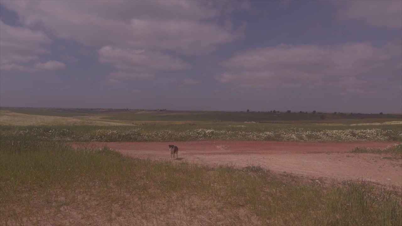 Cane che cammina su sentiero sterrato attraverso un campo aperto con erba e cielo nuvoloso