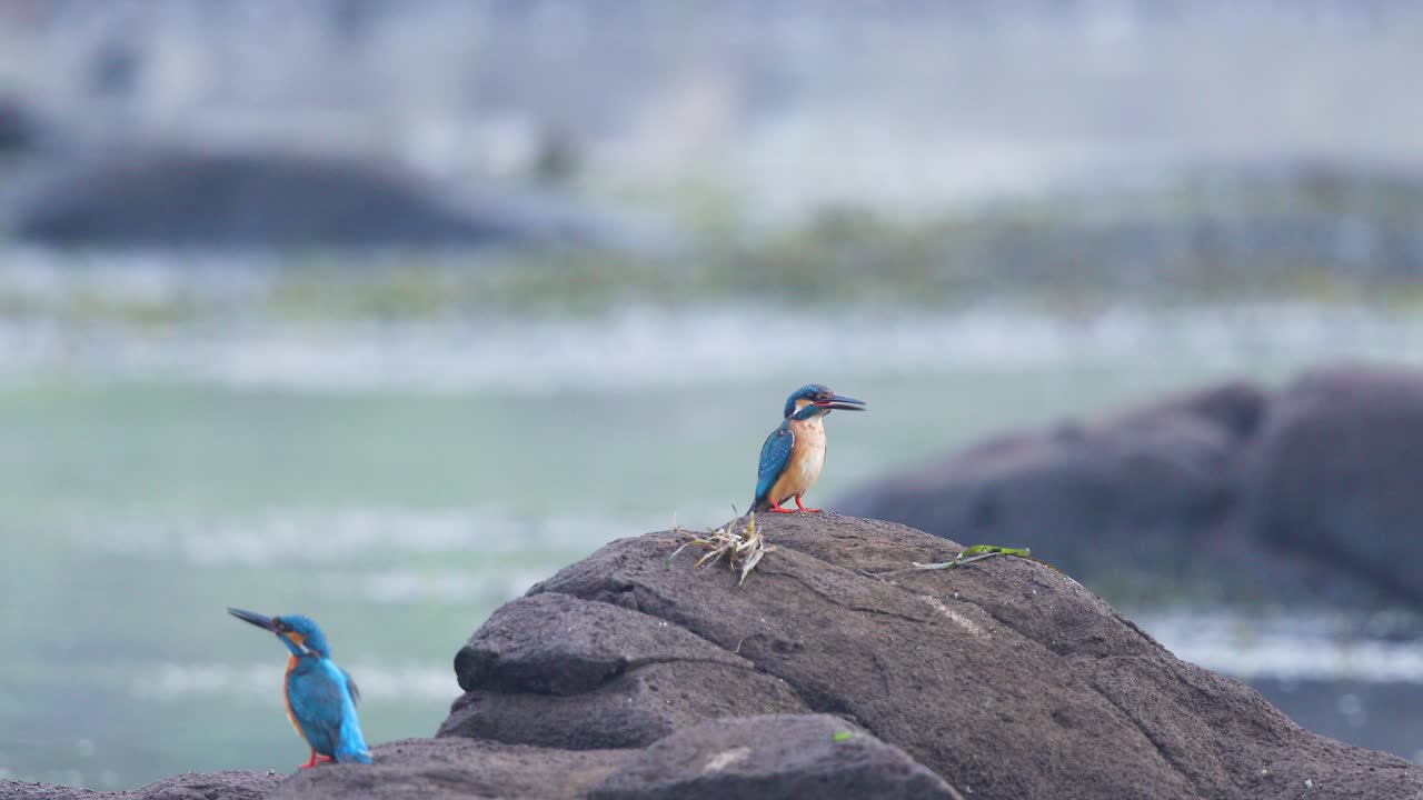 Two Male Common Kingfishers are fighting and trying to dominate the territory on the stream to fish, they are finally disturbed by a pond heron in India , Asia