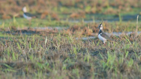 lapwing in flooded meadows early spring calling for chicks