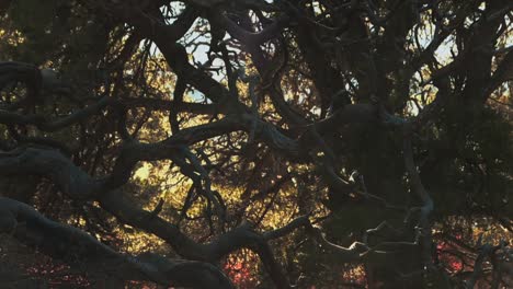 Tree-With-Contorted-And-Twisted-Branches-In-Black-Canyon-of-the-Gunnison-National-Park