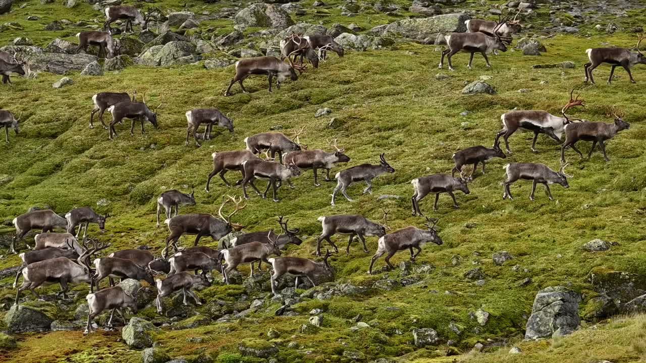 Large herd of reindeer, or caribou, migrating across Norwegian mountain, grazing on spare vegetation growing on rocky terrain.