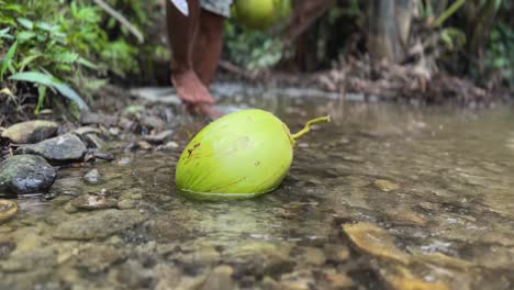 Eine-Frische-Junge-Kokosnuss-Ist-Von-Einem-Nahegelegenen-Baum-Gefallen-Und-Liegt-In-Einem-Flachen-Fluss-Auf-Dem-Boden,-Um-Den-Herum-Das-Wasser-Fließt