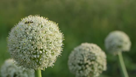 blooming onion alium flower head in the garden natural field farm gardening, agricultural green onions in slow motion