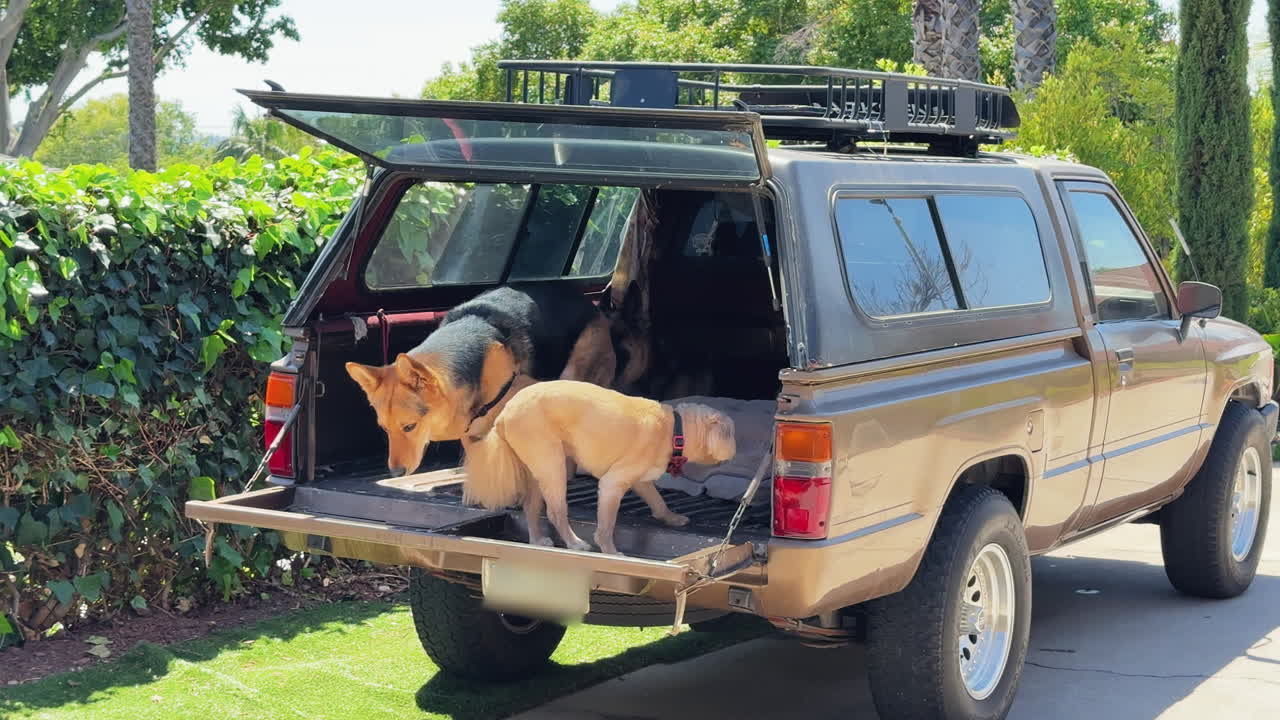 Playful dogs in the back of a van bring cheerful backyard vibes. Warm, candid moments capturing pet energy, outdoor fun, and casual rural lifestyle scenes.