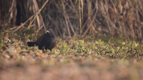 mayor alimentación de coucal en los humedales por la mañana