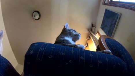 Gato-Adulto-Atigrado-Durmiendo-Al-Lado-De-Un-Sofá-En-Una-Sala-De-Estar