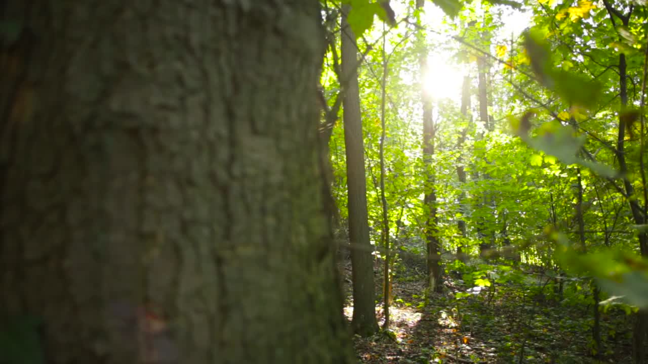 tiro deslizante desde detrás de un árbol de rayos solares que brillan a través de las ramas