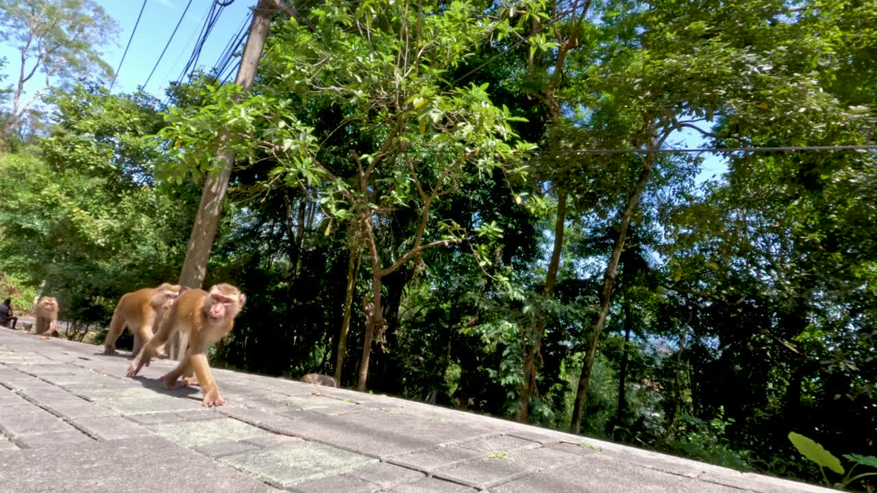 Two wild monkeys walk on sunlit pavement beside lush tropical forest, low angle perspective