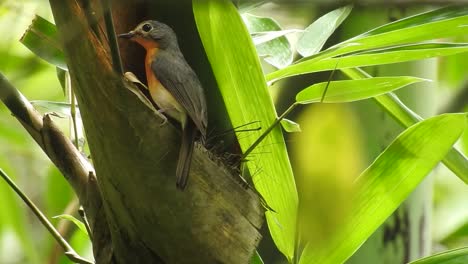 a mother worm flycatcher bird looked at the nest and languished there