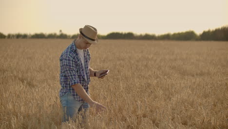 Un-Joven-Granjero-Con-Una-Tableta-Con-Sombrero-En-Un-Campo-De-Centeno-Toca-El-Grano,-Mira-Los-Brotes-Y-Presiona-Los-Dedos-En-La-Pantalla-De-La-Computadora