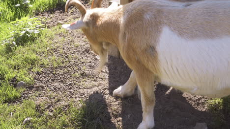 pygmy goat cleaning it's hooves at a petting zoo