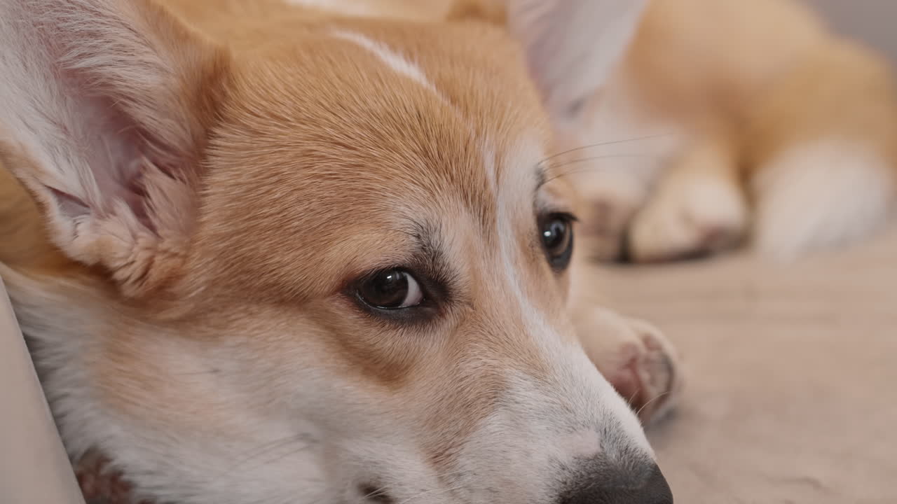 귀여운 코르기 개의 구