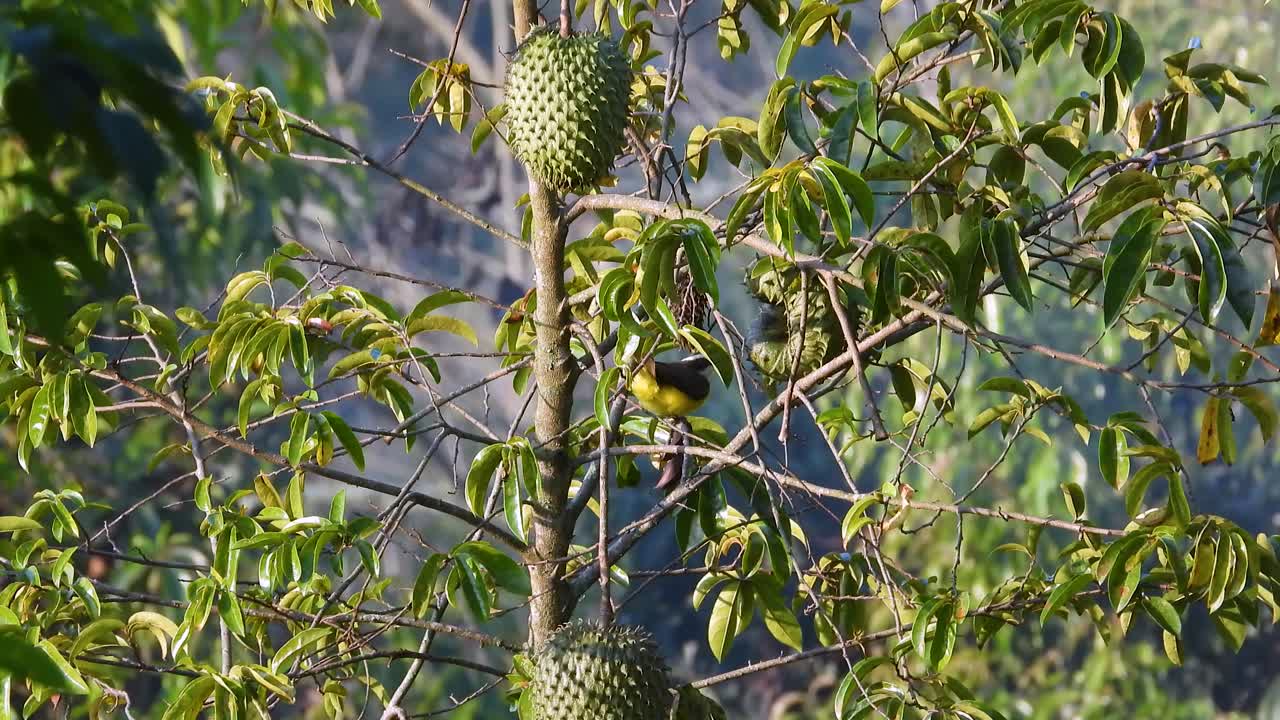 A Black-vented Oriole rests on a branch of a tropical Soursop tree in bloom.