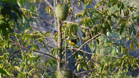 a black-vented oriole rests on a branch of a tropical soursop tree in bloom.