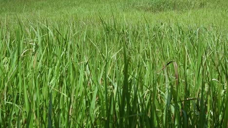 A-perennial-grass-native-to-tropical-and-subtropical-Asia-and-also-introduced-to-several-countries