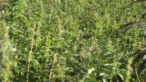 Sustainable-farming---hemp-plants-growing-in-outdoor-field