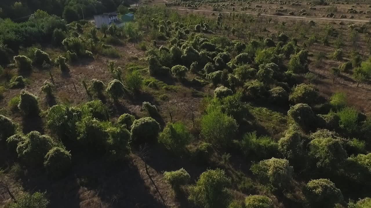 vista aérea de un campo exuberante con árboles y arbustos