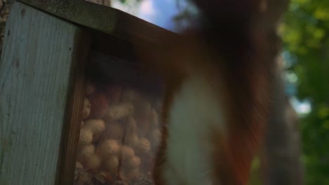 ardilla trepando y abriendo una casa de nueces completamente llena de nueces y cacahuetes
