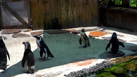 Penguins-In-the-Aquarium